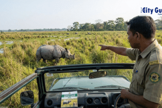 Kaziranga National Park Safari Guide 2026