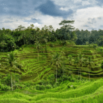 Tegalalang Rice Terrace Bali A Complete Travel Guide to Ubud’s Green Paradise