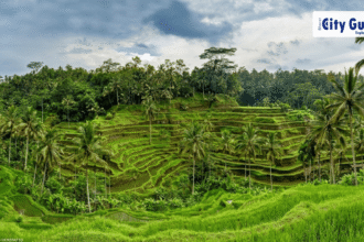 Tegalalang Rice Terrace Bali A Complete Travel Guide to Ubud’s Green Paradise