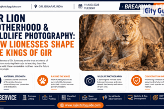Gir Lion Motherhood & Wildlife Photography: How Lionesses Shape the Kings of Gir